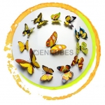 Pegatinas Mariposa Colorida de Pared Tridimensionales