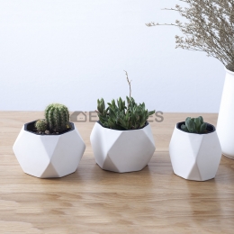 Creatividad Plantas Suculentas Florero Combinado
